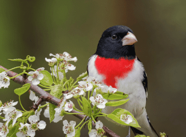 Rose-Breasted Grosbeak