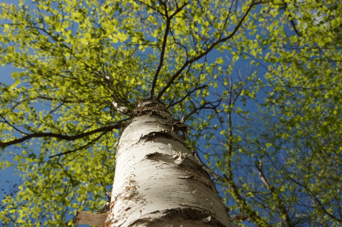 View looking up the trunk of a paper birch in spring